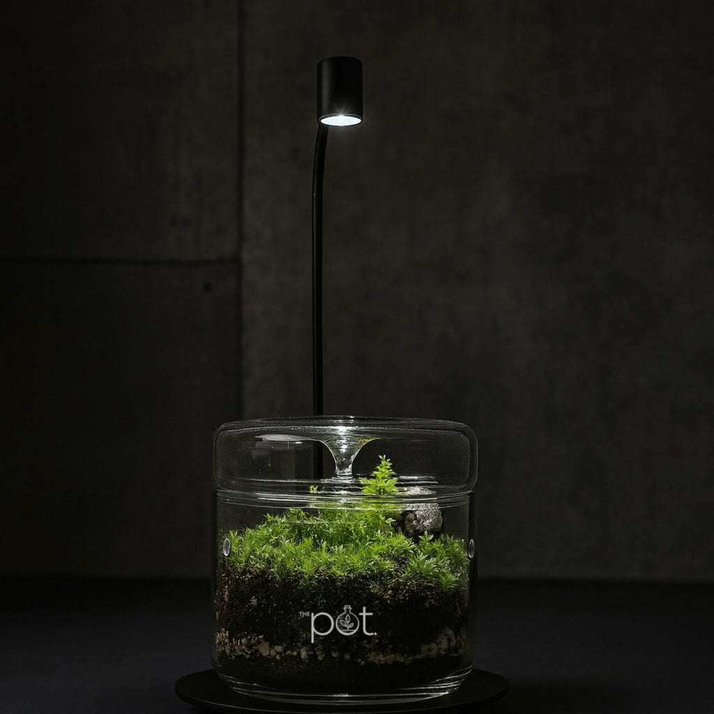 Phōs Pulse Small